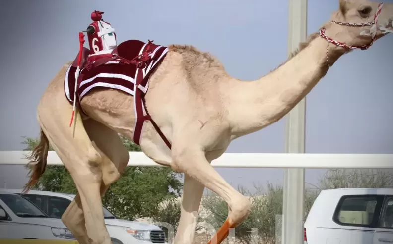 Fans Watch With High Expectations