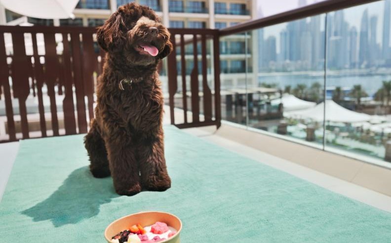 Marriott Palm Jumeirah Launches Pet-Friendly Stays