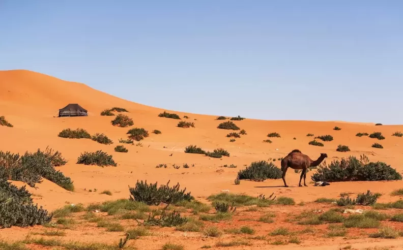 ركوب الأمواج الرملية في الكثبان الحمراء