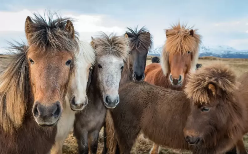 Iconic Southwest Iceland Landscapes