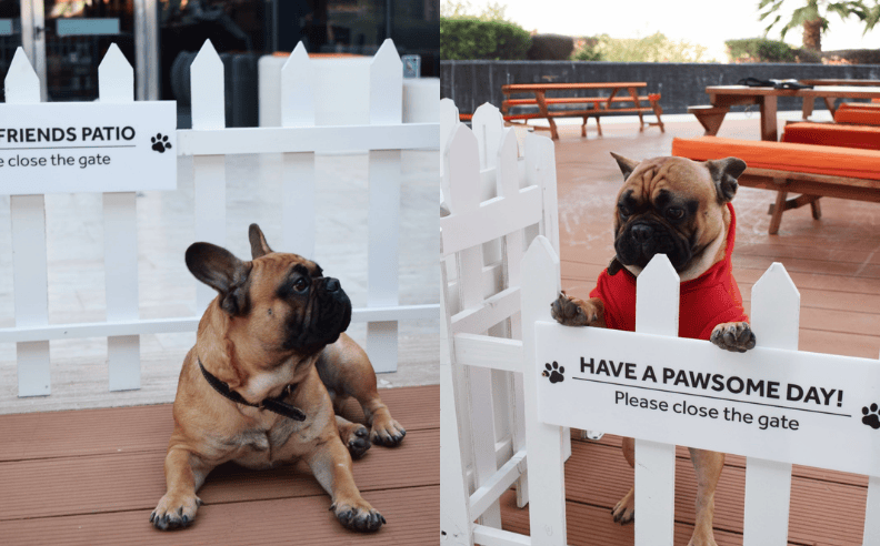 Paws & Pints at Appaloosa