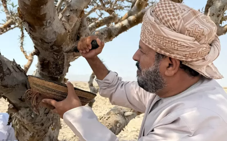 وادي دوكة ارض شجرة اللبان