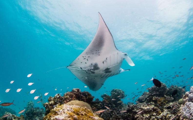 فعالية مانتا ريتريت في منتجع إنتركونتيننتال المالديف ماموناجاو