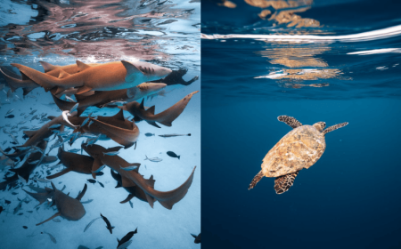 Sun Siyam Vilu Reef Maldives Enhances Its Ocean Experiences with New Private Marine Adventures