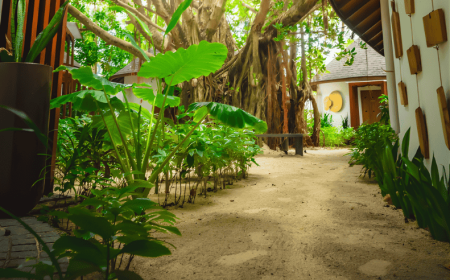 The Banyan Tree of Machchafushi Island: Where Wishes Take Root