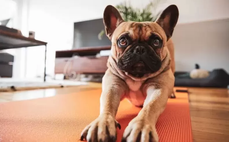 Subheading: Puppy Yoga at Al Habtoor Polo Resort