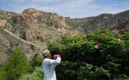 Discover the Serene Splendour of Rose Season at Anantara Al Jabal Al Akhdar