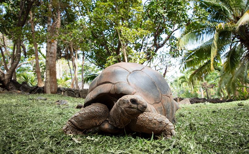 عوالم الرفاهية في شانغريلا موريشيوس وإسطنبول