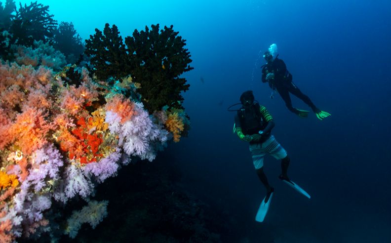A Living Reef: Eri Maldives Showcases North Malé Atoll’s Top House Reef, Minutes from Velana Airport