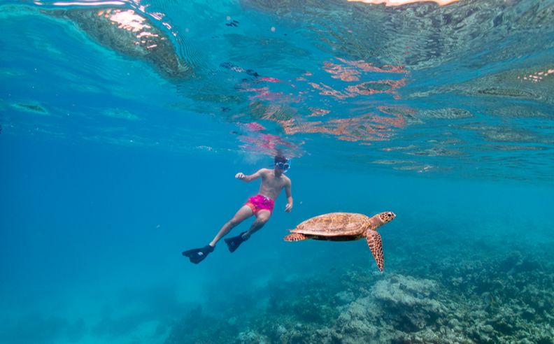 Eri Maldives House Reef: Marine Life, Turtles & Manta Encounters